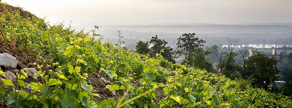 Vins de Vienne - La Vallée du Rhône