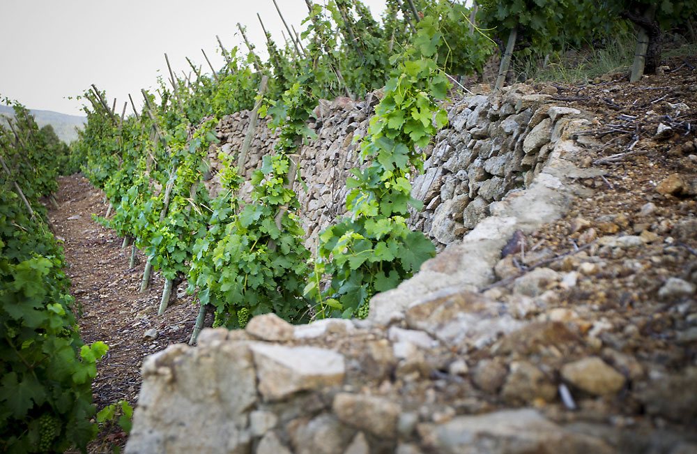 vigne des vins de vienne