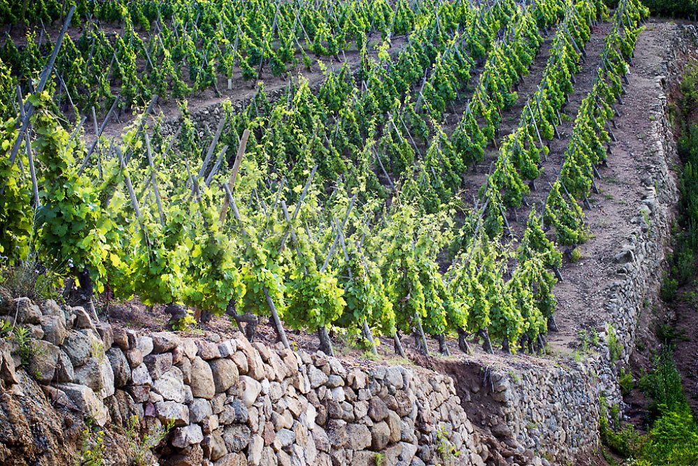 vigne des vins de vienne